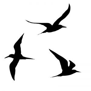 Seabirds - Scatter Kit